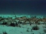 Spiny lobster migration - La migration des langoustes (Divers) Spiny lobster migration - La migration des langoustes (Divers)