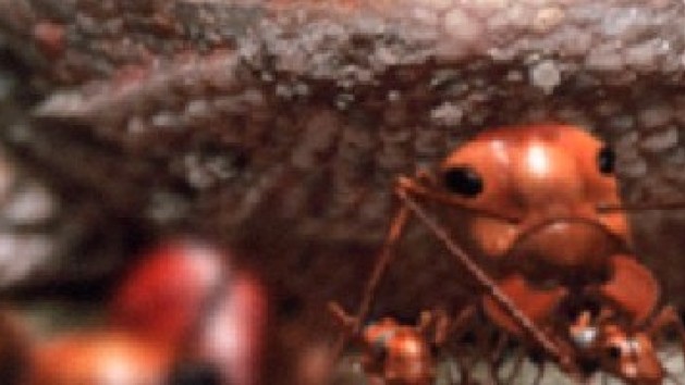 Les Fourmis : les guerres de l'ouest