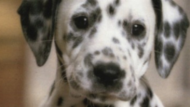 Nintendogs : Dalmatien et ses Amis