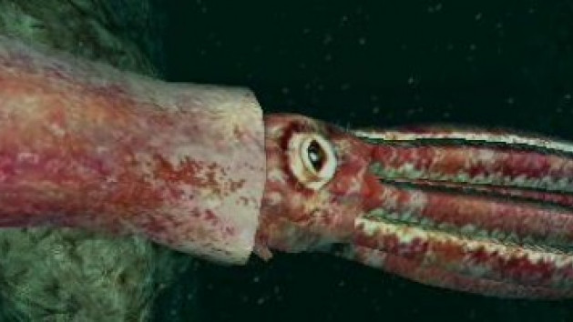 Endless Ocean 2 : aventuriers des fonds marins