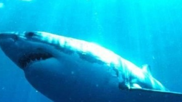 Jaws arrive sur PS2 et Xbox