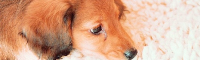 Un nouveau toutou Nintendogs ?